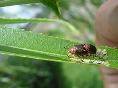 Plagiodera arizonae