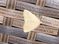 Zanclognatha marcidilinea