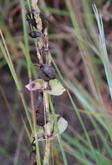 Penstemon grandiflorus