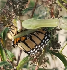 Danaus plexippus