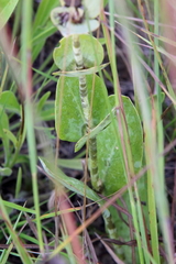 Penstemon grandiflorus