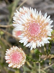 Actinodium cunninghamii