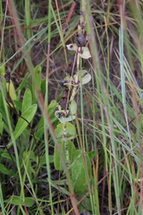 Penstemon grandiflorus