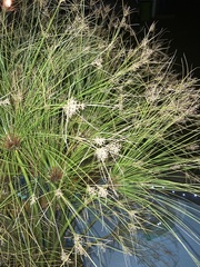 Cyperus
