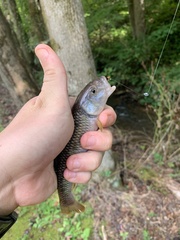 Nocomis leptocephalus