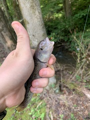 Nocomis leptocephalus