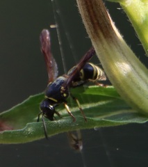 Euodynerus foraminatus