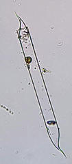 Rhizosoleniales