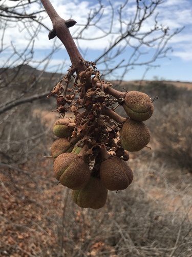 lower california buckeye