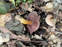 Mycena rutilantiformis