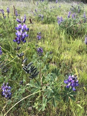 Lupinus succulentus