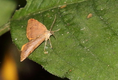 Mellilla xanthometata