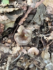 Mycena rutilantiformis