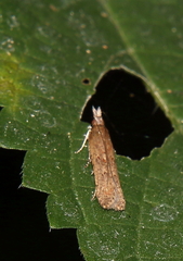 Dichomeris ligulella