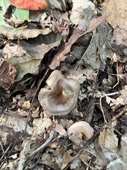 Mycena rutilantiformis