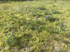 Lupinus succulentus