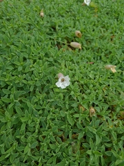 Silene uniflora