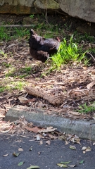 Gallus gallus domesticus
