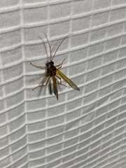 Opheltes glaucopterus barberi