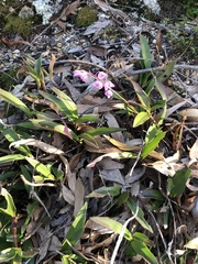 Dendrobium kingianum