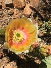 Opuntia phaeacantha