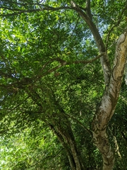 Ficus ampelos