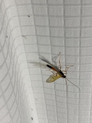 Opheltes glaucopterus barberi