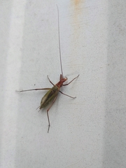 Oecanthus pini
