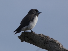 Artamus leucorynchus