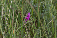 Gladiolus imbricatus
