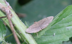 Zanclognatha pedipilalis