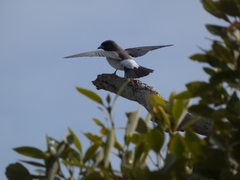 Artamus leucorynchus