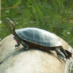 Chrysemys picta bellii