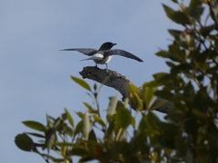 Artamus leucorynchus