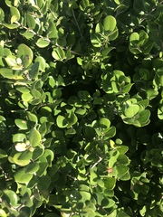 Diospyros rotundifolia