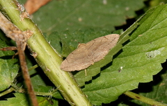 Zanclognatha pedipilalis