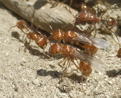 Pogonomyrmex californicus