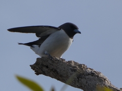 Artamus leucorynchus