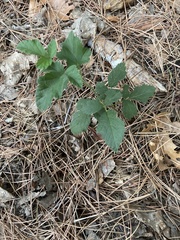 Rubus ursinus