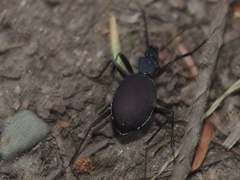 Scaphinotus angusticollis