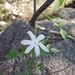 Jasminum grandiflorum floribundum - Photo (c) Ateah Alfakih, algunos derechos reservados (CC BY-NC-SA), subido por Ateah Alfakih
