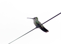 Eugenes fulgens