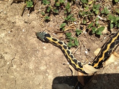 Thamnophis cyrtopsis ocellatus