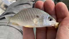 Leiostomus xanthurus