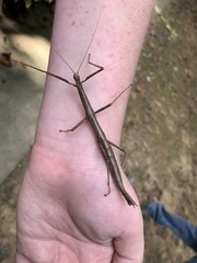 Diapheromera femorata