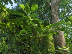 Dendrocnide meyeniana