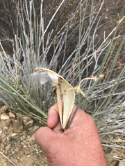 Asclepias subulata