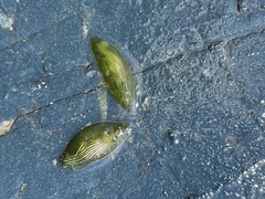 Phyllaplysia taylori