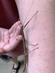 Diapheromera femorata