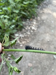 Euphydryas chalcedona